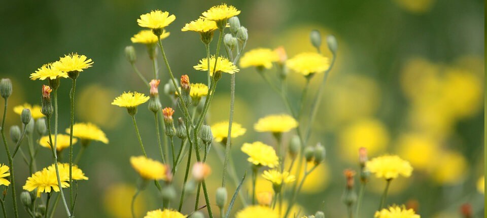 gele bloemen in tuin