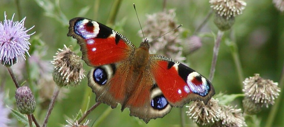 vlinder in een bloementuin